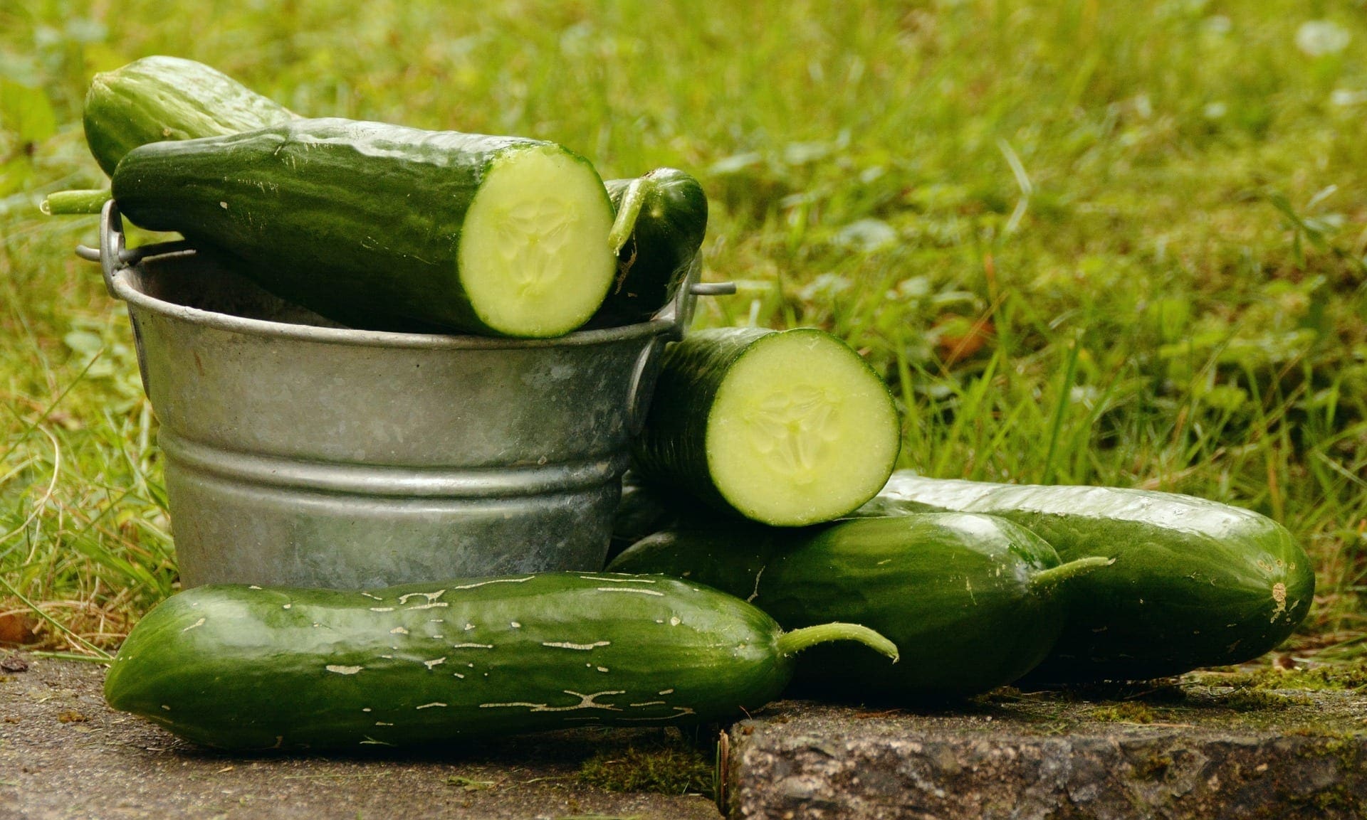 Culture verticale des concombres et cornichons