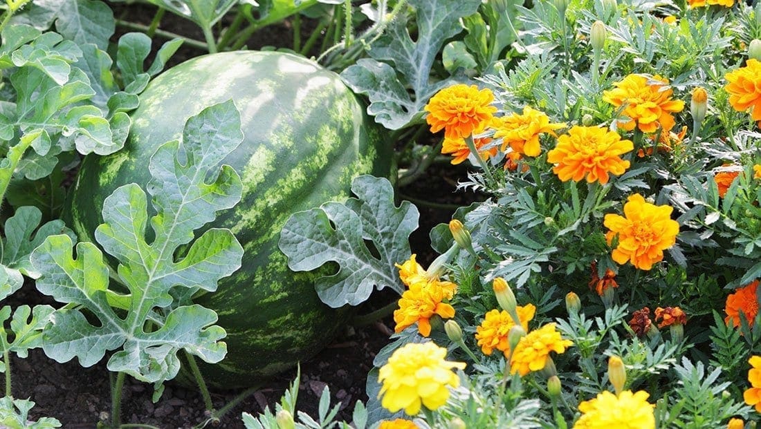 Guide du jardinier urbain