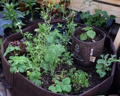  Root Pouch’ 100 gallons Potager en sac