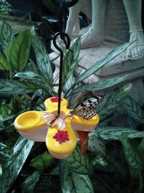  Mangeoire à papillon