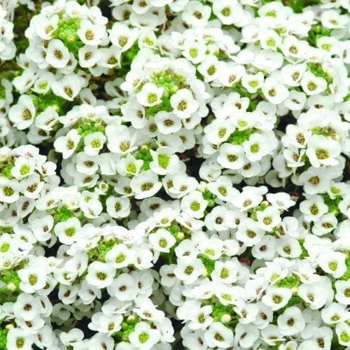  Alyssum Clear Crystal® White