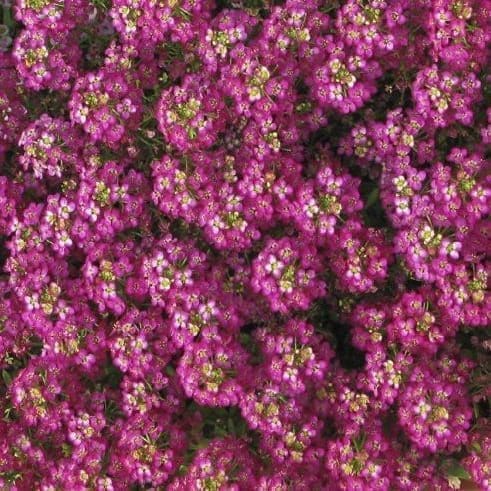  Alyssum Wonderland® Deep Rose