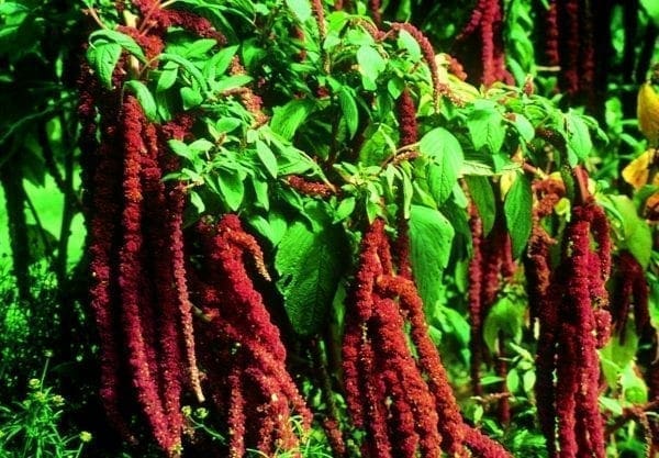 Amarante Dark Red