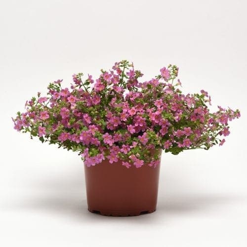  Bacopa Pinktopia F1
