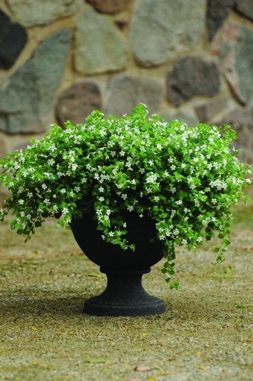  Bacopa Snowtopia® F1
