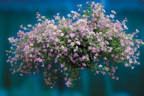  Bacopa Blutopia® F1