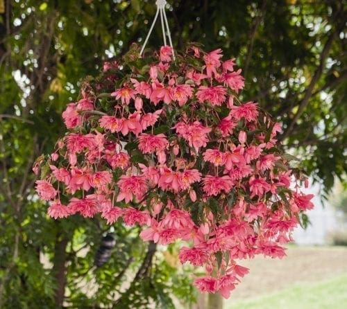  Bégonia Funky® Pink F1