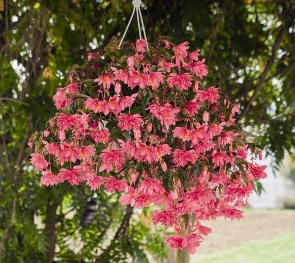 Bégonia Funky® Pink F1