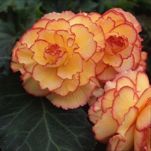  Bégonia AmeriHybrid® Picotee Sunburst F1