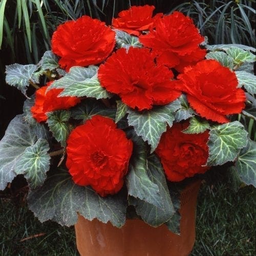  Bégonia AmeriHybrid® Ruffled Scarlet Red F1