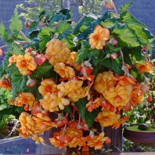  Bégonia Sun Dancer™ Yellow Red Picotee F1