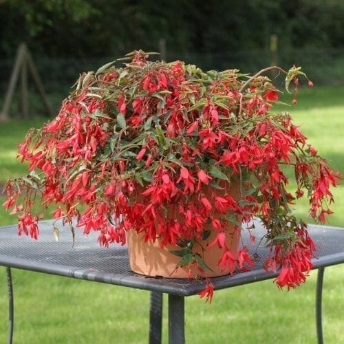  Bégonia Bossa Nova™ Red F1