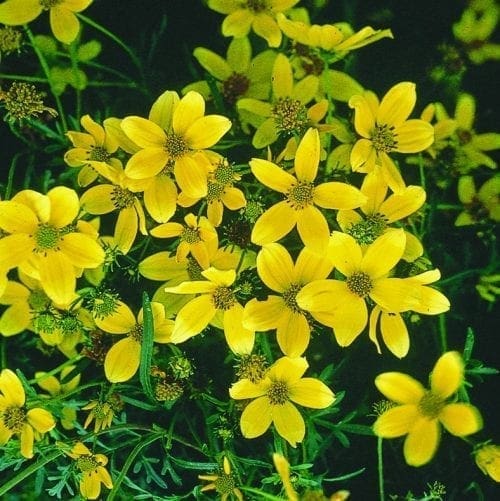 Bidens Golden Eye