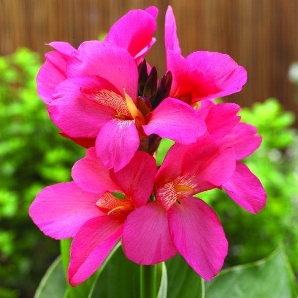 Canna South Pacific™ Rose F1