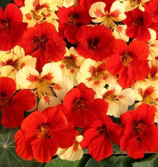 Capucine Strawberry Cream