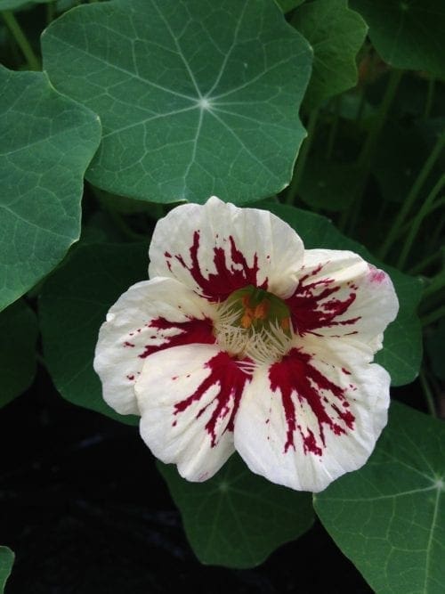  Capucine Orchid Cream