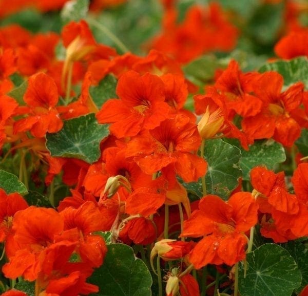 Capucine Orange Troïka