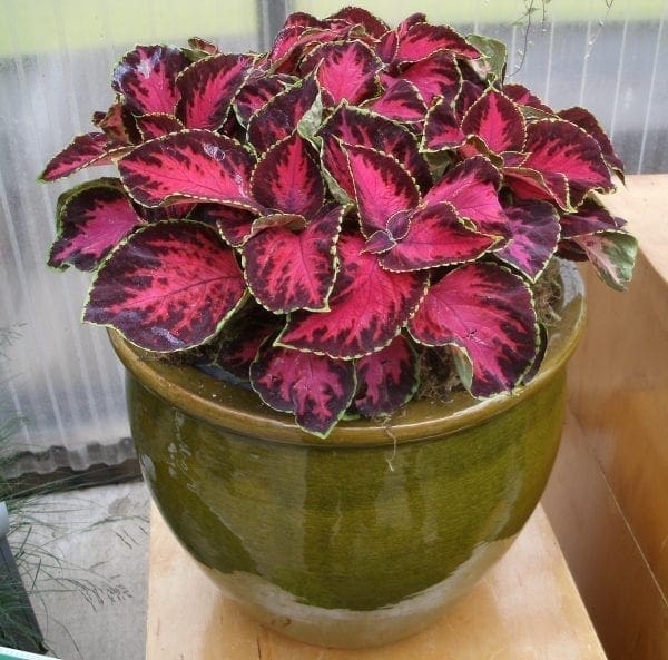 Coleus Premium Sun Chocolate Covered Cherry