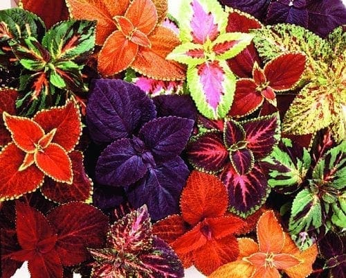 Coleus Giant Exhibition™ Mélange
