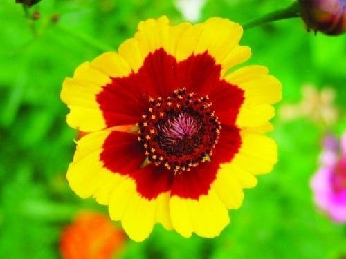  Coréopsis Dwarf Selection