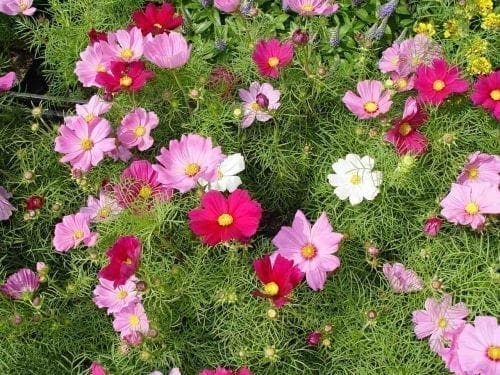 Cosmos Sensation Mélange