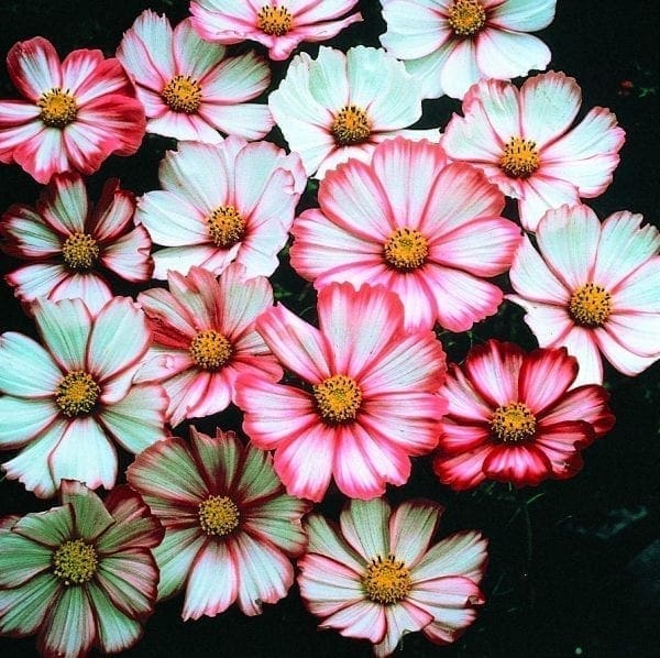 Cosmos Sensation Picotee