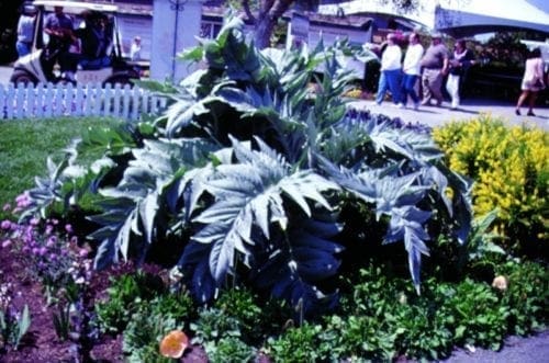  Cardon Silver Leaf