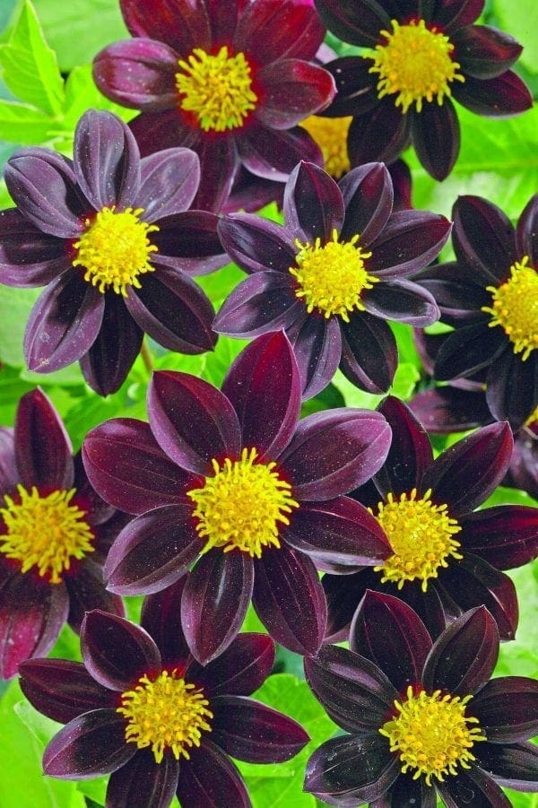 Dahlia Black Beauty™