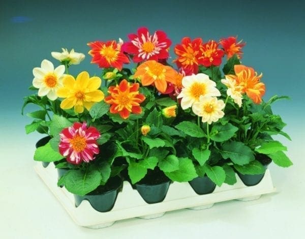 Dahlia Harlequin™ Mélange F1