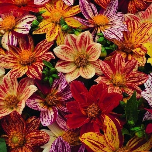  Dahlia Fireworks™ Mélange