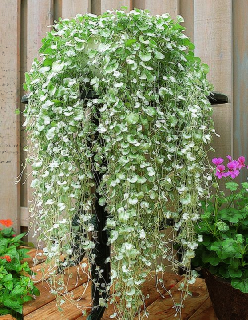  Dichondra Silver Falls