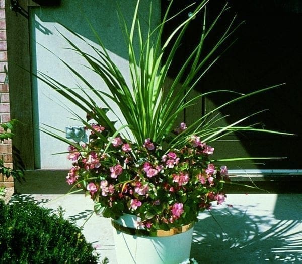 Dracaena