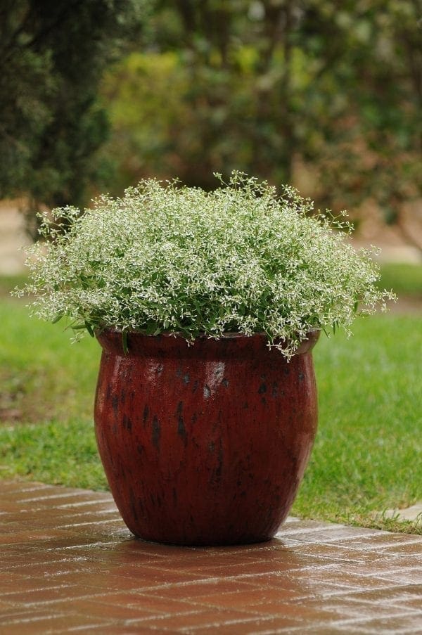 Euphorbe Glitz F1