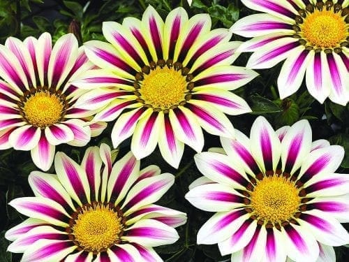  Gazania Big Kiss™ White Flame F1