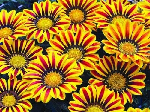 Gazania Big Kiss™ Yellow Flame F1