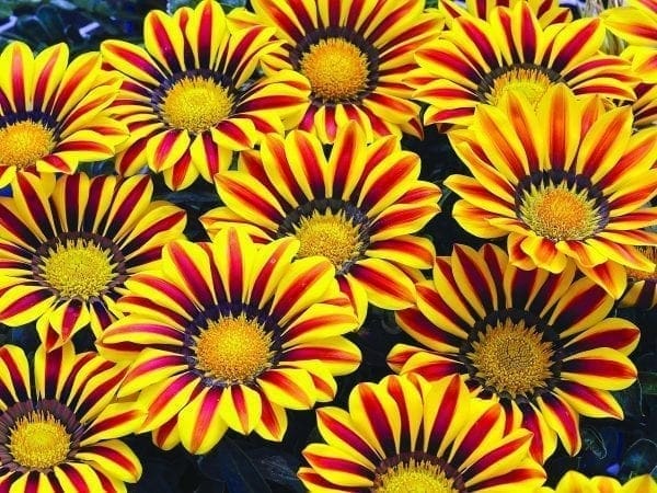 Gazania Big Kiss™ Yellow Flame F1