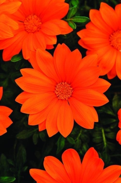  Gazania New Day® Clear Orange F1