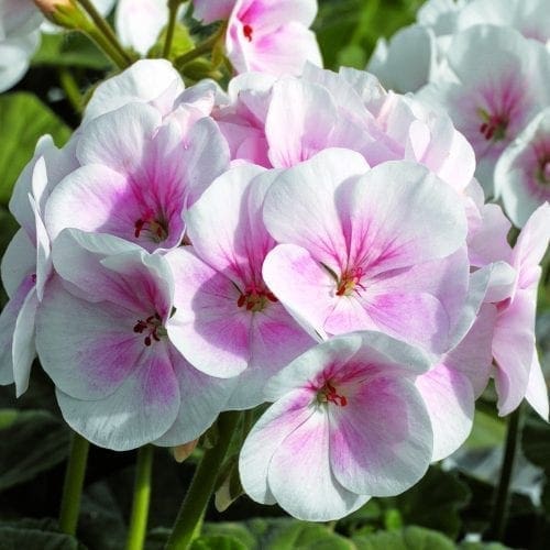 Géranium Maverick™ Appleblossom F1