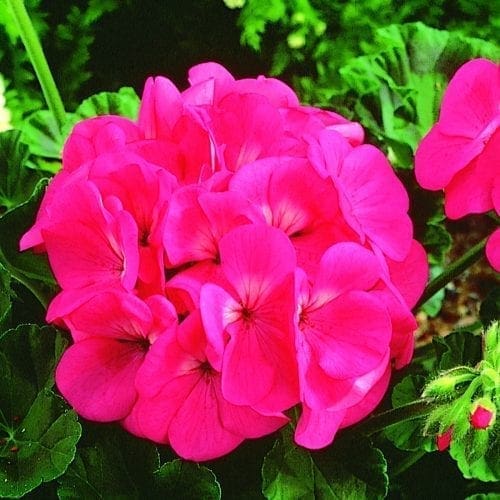  Géranium Maverick™ Pink F1