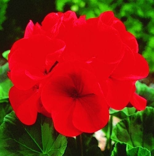  Géranium Maverick™ Red F1