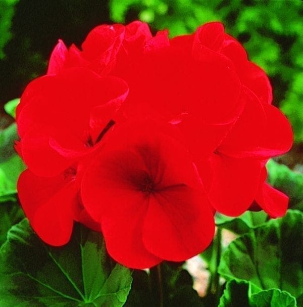 Géranium Maverick™ Red F1