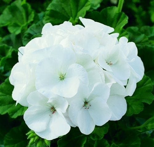  Géranium Maverick™ White F1