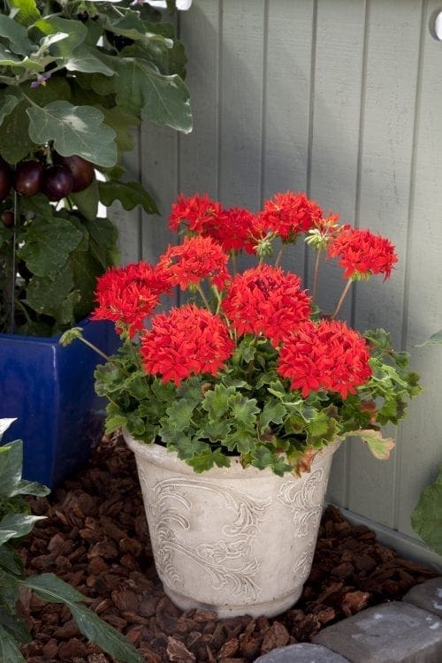 Géranium Quantum™ Red F1