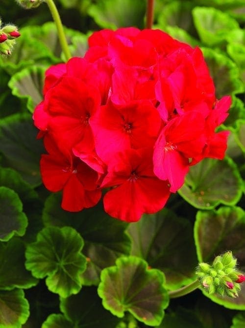  Géranium BullsEye™ Red F1