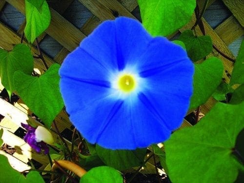  Gloire du matin Heavenly Blue