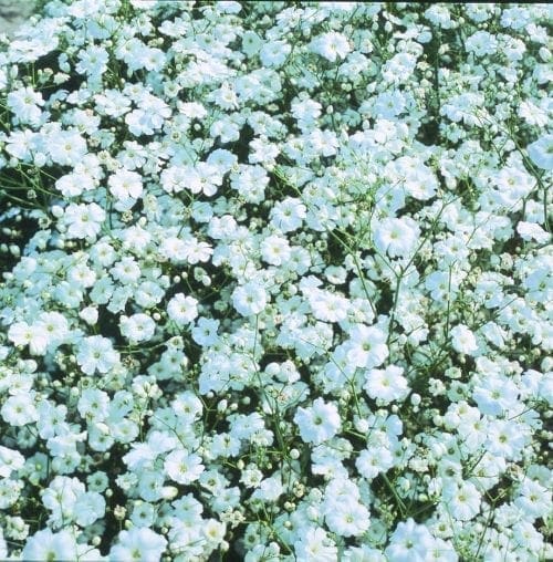  Gypsophile Covent Garden White