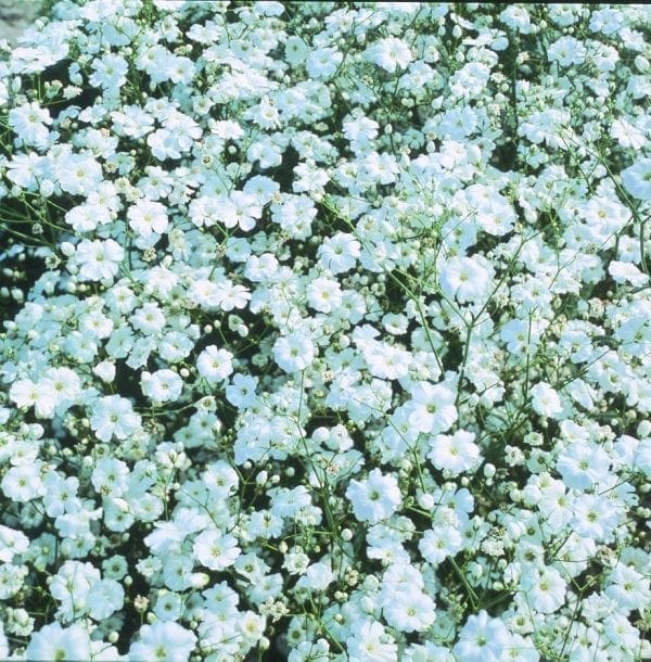 Gypsophile Covent Garden White