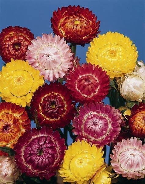  Immortelle Monstrosum Mélange