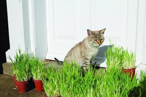 Orge pour chat Tabby