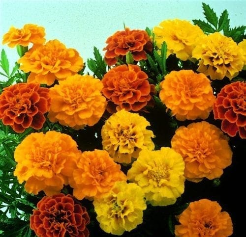  Fleurs de Compagnonnage